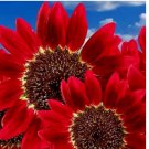 RED SUN RARE SUNFLOWER SEEDS FLOWERS BEAUTIFUL TALL CUT NON-GMO  75+ SEEDS