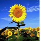 STRIPED SUPER TALL SUNFLOWER GIANT RARE SEEDS MAMMOTH 25+ SEEDS