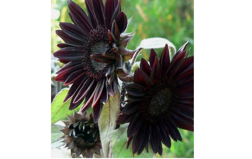 Black Sunflower organic non-gmo 30+SEEDS
