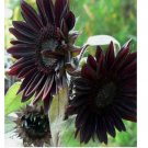 Black Sunflower organic non-gmo 30+SEEDS