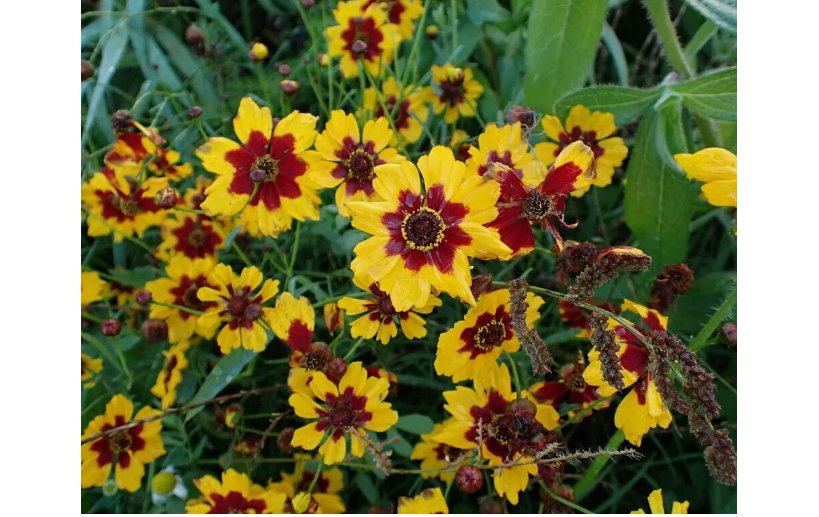 750+ SEEDS Plains Coreopsis Seeds