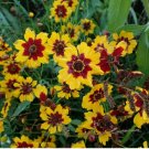 750+ SEEDS Plains Coreopsis Seeds