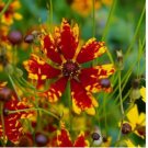 200 SEEDS Coreopsis RADIANA TIGRINA Dwarf 12" Deer/Rabbit Resistant Non-GMO