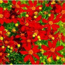 1000+SEEDS Coreopsis Red Dwarf (Coreopsis tinctoria) Flower