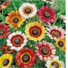 200 SEEDS Painted Daisy MIXED Colors Pollinators Butterflies Perennial Non-GMO