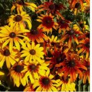 Gloriosa Daisy (Rudbeckia hirta),3000+ SEEDS