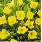 50 SEEDS Missouri Yellow Primrose Seeds