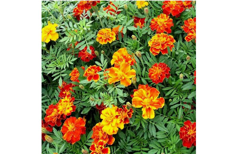 POT MARIGOLD 600+ SEEDS SPRING MIX MOSQUITO BUG REPELLENT DWARF FLOWER MEDICINAL