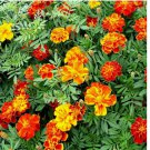 POT MARIGOLD 600+ SEEDS SPRING MIX MOSQUITO BUG REPELLENT DWARF FLOWER MEDICINAL
