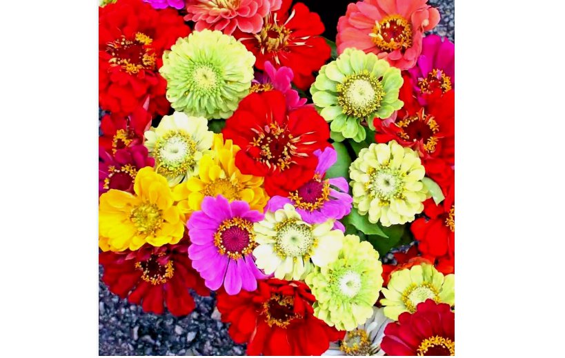 ZINNIA GIANTS SEEDS SPRING MIX HUMMINGBIRDS FLOWERS 200+ SEEDS