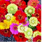ZINNIA GIANTS SEEDS SPRING MIX HUMMINGBIRDS FLOWERS 200+ SEEDS