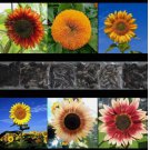 SUNFLOWER RARE SEEDS MIX BEAUTIFUL FLOWERS BLOOMS MULTIPLE VARIETY GIANT US 100+pcs