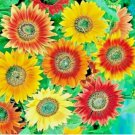 AUTUMN BEAUTY SUNFLOWER SEEDS MIX RARE GIANT TALL POLLINATORS BEES HEDGE US 50+ pcs