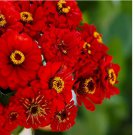 200+ SEEDS Zinnia WILL ROGERS Hummingbird RED Bees & Butterflies Non-GMO