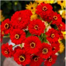 200+ SEEDS Zinnia SCARLET FLAME Red Blooms Cut Flowers Hummingbirds NonGMO