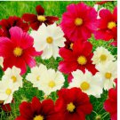 100+ SEEDS Cosmos RUBIES SUNSHINE Red+ Flowers Pollinators Butterflies Non-GMO