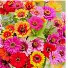 200+ SEEDS Zinnia CAROUSEL MIX Carnival Colors HeirloomLarge 4" Blooms! Non-GMO