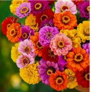 200+ SEEDS Zinnia CALIFORNIA GIANTS Multi-Colored Pollinators BEST SELLER Non-GMO
