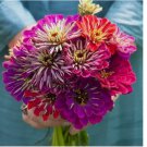 100+ SEEDS Zinnia METEOR SHOWER Mixed Colors 5" Flowers Hard to Find USA Non-GMO