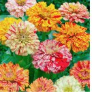 100 SEEDS Zinnia CANDY STRIPED Heirloom Double Flowers with Stripes USA Non-GMO