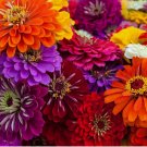 50 SEEDS California Giant Zinnia Flower Seeds | Non-GMO
