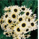 100 SEEDS Sunflower ITALIAN WHITE Cut flowers Pollinators Bees Non-GMO