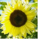 100 SEEDS Sunflower LEMON QUEEN Cut Flower Branching Multiple Flowers Non-GMO