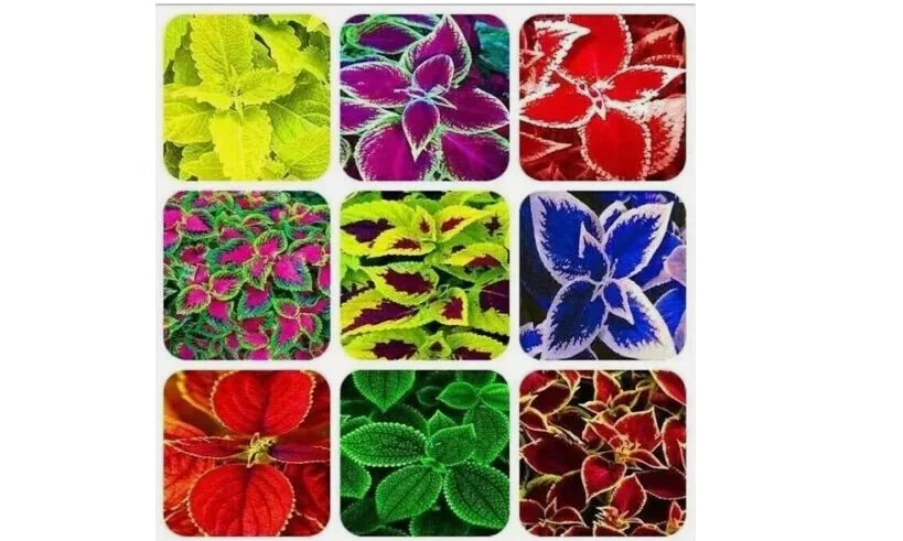 25+ SEEDS Authentic Mixed Colors Coleus