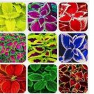 25+ SEEDS Authentic Mixed Colors Coleus