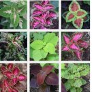 Coleus seeds, organically grown and freshly harvested 150+ pcs Coleus seeds, organically grown and freshly harvested 150+ pcs
