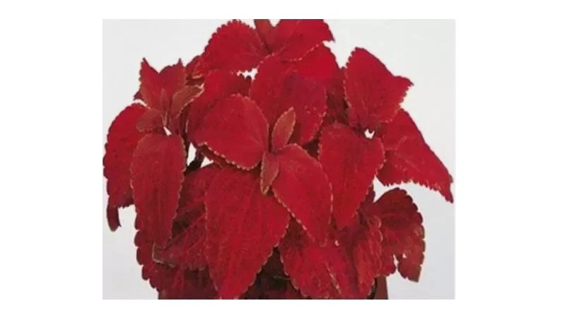 COLEUS VOLCANO Flower Rare Authentic 50 SEEDS
