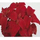 COLEUS VOLCANO Flower Rare Authentic 50 SEEDS