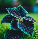 Coleus seeds Rare color Blue Black Green flower plant lawn 20+ pcs
