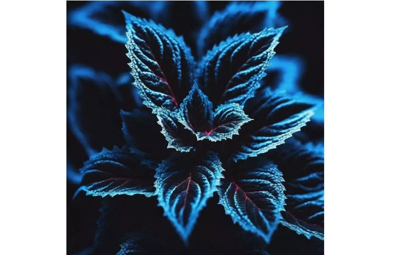 20 SEEDS Coleus Seeds &acirc;�� Rare Blue, Black, and Green Foliage