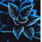 20 SEEDS Coleus Seeds – Rare Blue, Black, and Green Foliage