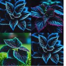 Coleus Seeds – Rare Blue, Black, and Green Foliage 20 SEEDS