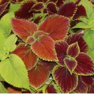 500 SEEDS Coleus Blumei RAINBOW MIX Annual Perennial Shade Garden Non-GMO