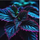 20 pcs Coleus Seeds – Rare Blue, Black, and Green Foliage
