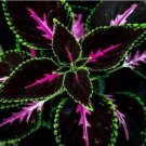 Coleus Seeds | Rare Color Mix | Pink, Black, Green Variegated Foliage 20+pcs