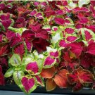 Coleus Rainbow Mix Seeds 500+pcs