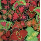 COLEUS Rainbow Mix Seeds Shade Garden Container Houseplant Groundcover Easy 351+pcs