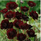 Chocolate Cosmos Seeds for Garden Planting 200+ SEEDS