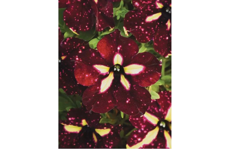 purple petunia star flower seeds for spring summer fall fast growing 20+ SEEDS
