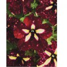 purple petunia star flower seeds for spring summer fall fast growing 20+ SEEDS