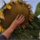 Mammoth Grey Stripe Sunflower Seeds 50+ SEEDS