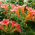 FLOWER VINE SEEDS: Perennial Trumpet Creeper 100 SEEDS