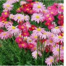 100+ SEEDS Painted Daisy ROBINSONS GIANT MIX Perennial Huge Cut Flowers Non-GMO