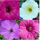 PETUNIA SEEDS HUMMINGBIRD MIX BUTTERFLIES FLOWERS CONTAINER NON-GMO 2000+ SEEDS