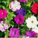 PETUNIA DWARF MIX variety ANNUAL flower GARDEN 2000+ SEEDS