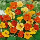 10+ SEEDS Jewel Mix Nasturtium Flower Seeds | Heirloom | Non-GMO